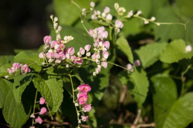 Küçük pembe karışımı beyaz çiçek, Meksika sarmaşık çiçek yakın çekim