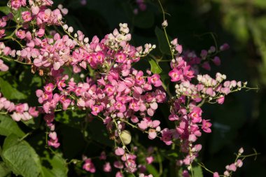 Küçük pembe karışımı beyaz çiçek, Meksika sarmaşık çiçek yakın çekim