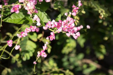 Küçük pembe karışımı beyaz çiçek, Meksika sarmaşık çiçek yakın çekim