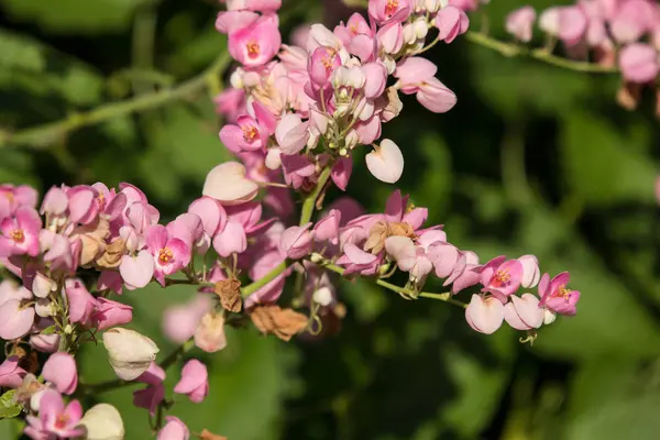 Nahaufnahme Von Kleinen Rosa Mischung Weiße Blume Mexikanische Schlingpflanze — Stockfoto