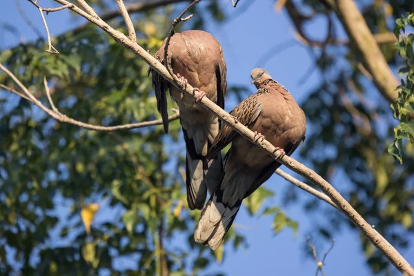 Brown Pigeon Сидів Гілці Дерев Синім Небом — стокове фото