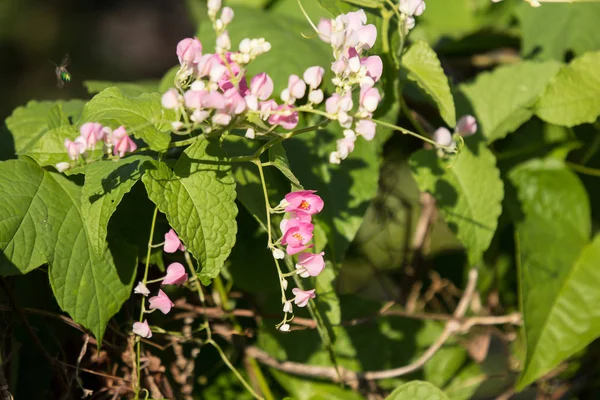 Close Small Pink Mix White Flower Mexican Creeper Flower — стоковое фото