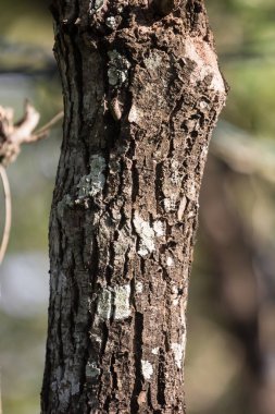 Ecek kadar Cinnamomum camphora ağaç üzerinde kapatın