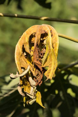 Genç papaya ağacının hastalığı yeşil yaprak kadar kapatın