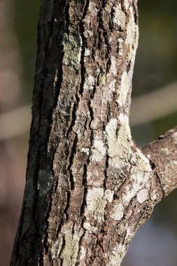 Ecek kadar Cinnamomum camphora ağaç üzerinde kapatın