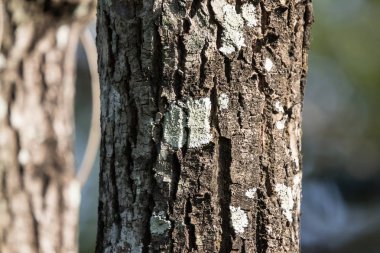 Ecek kadar Cinnamomum camphora ağaç üzerinde kapatın