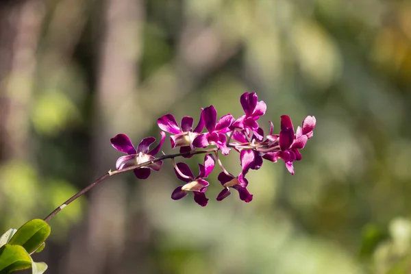 Närbild Mörkrosa Orkidéer Blomma — Stockfoto