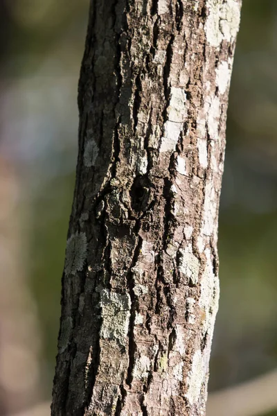 Közelről Mos Cinnamomum Camphora — Stock Fotó