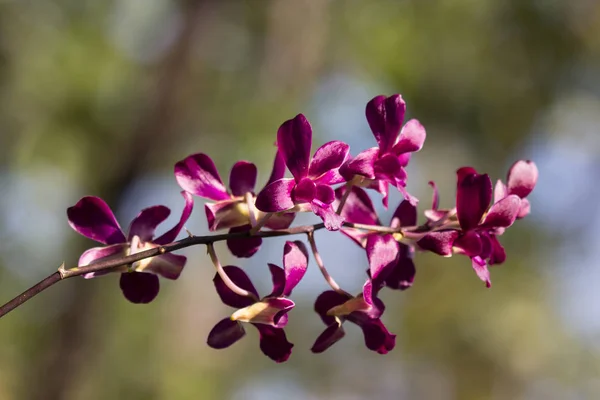 Nahaufnahme Von Dunkelrosa Orchideen Blume — Stockfoto