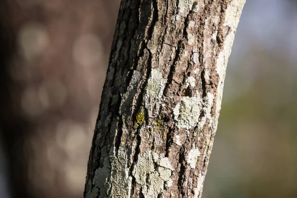 Közelről Mos Cinnamomum Camphora — Stock Fotó