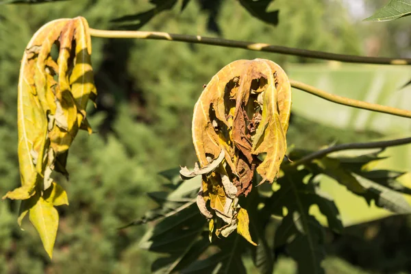 Εσωτερικη Ασθένεια Πράσινο Φύλλο Δέντρου Νέοι Παπάγια — Φωτογραφία Αρχείου