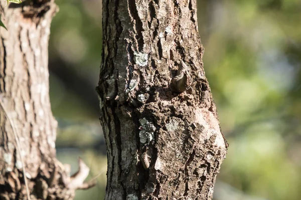 Közelről Mos Cinnamomum Camphora — Stock Fotó