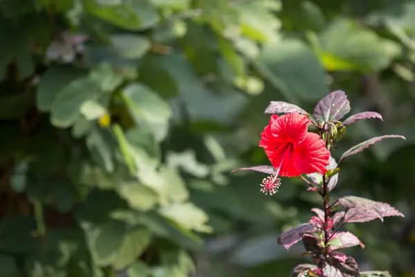 Primer Plano Hibiscus Rosa Sinensis Rojo Cooperi Con Fondo Hoja —  Fotos de Stock