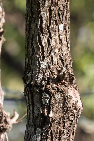 Közelről Mos Cinnamomum Camphora — Stock Fotó