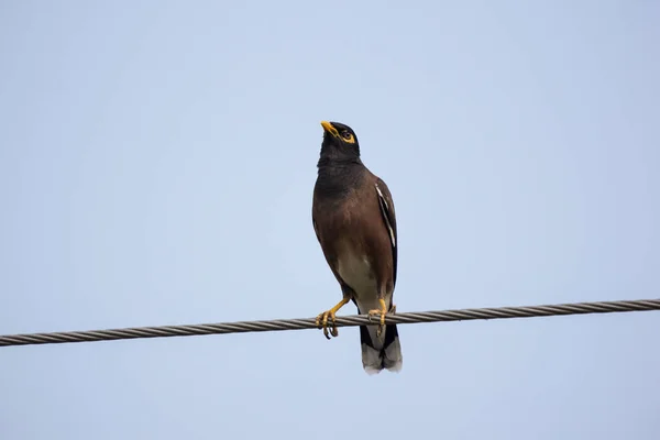 Close up of Small  bird on electricity line