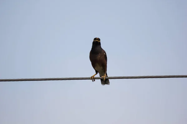 Close up of Small  bird on electricity line