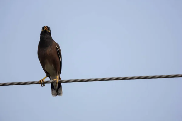 Close up of Small  bird on electricity line