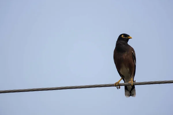 Close up of Small  bird on electricity line