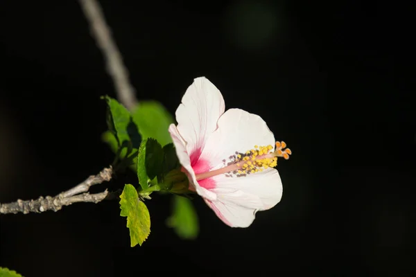 Primer Plano Soft Pink Hibiscus Rosa Sinensis Cooperi Con Fondo —  Fotos de Stock