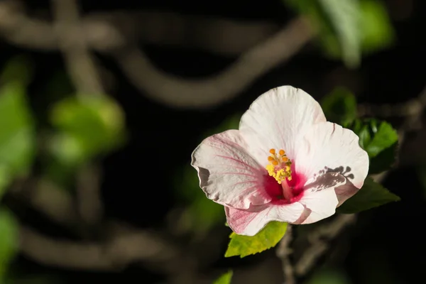 Εσωτερικη Μαλακό Ρόδινο Hibiscus Rosa Sinensis Cooperi Φόντο Πράσινο Φύλλο — Φωτογραφία Αρχείου