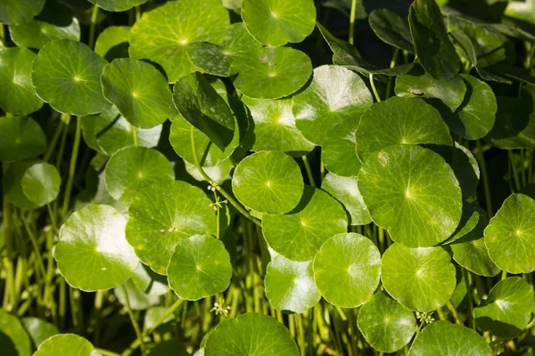 Primer Plano Del Árbol Gotu Kola Pennywort Asiático Pennywort Indio — Foto de Stock