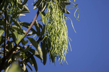 Blackboard ağaç veya şeytan ağacı yeşil bakla