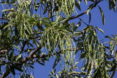 Blackboard ağaç veya şeytan ağacı yeşil bakla