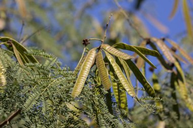 Yeşil tohum gösterişli çiçek