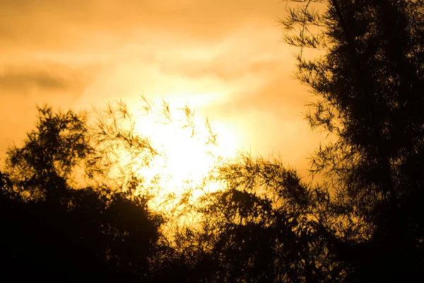 落日上的黄光和竹树的日光 — 图库照片