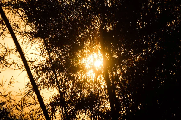 Luz Amarilla Del Sol Atardecer Shodow Árbol Bambú — Foto de Stock