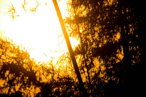落日上的黄光和竹树的日光 — 图库照片