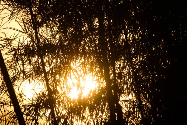 夕日と竹の木の Shodow 太陽の黄色のライト — ストック写真