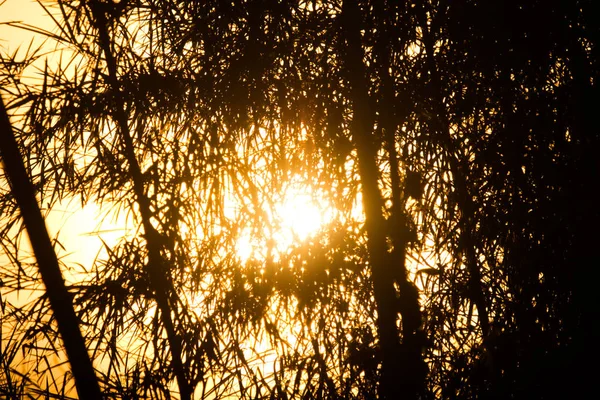 Luz Amarilla Del Sol Atardecer Shodow Árbol Bambú — Foto de Stock