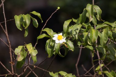 Beyaz ve sarı çiçeğin adı kızarmış yumurta ağacı veya Oncoba spinosa forssk.