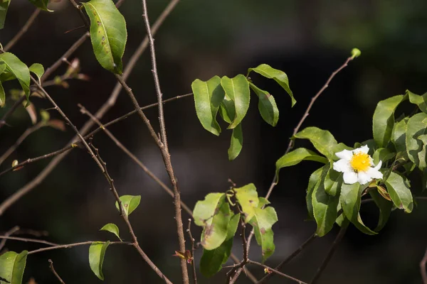 Nombre Flor Blanca Amarilla Huevo Frito Oncoba Spinosa Forssk — Foto de Stock