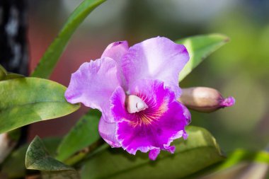 Koyu pembe orkide çiçek yakın çekim