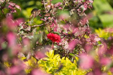 Kırmızı Hibiscus rosa-sinensis veya yeşil yapraklı Cooperi yakın çekim
