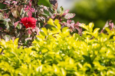 Kırmızı Hibiscus rosa-sinensis veya yeşil yapraklı Cooperi yakın çekim