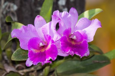 Koyu pembe orkide çiçek yakın çekim