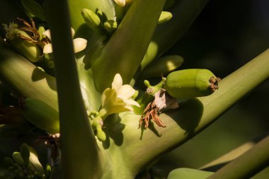 Küçük beyaz Papaya ağaç çiçek yeşil yaprak