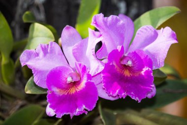 Koyu pembe orkide çiçek yakın çekim