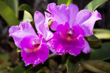 Koyu pembe orkide çiçek yakın çekim