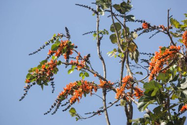 Portakal çiçeği veya Butea monosperma çiçek mavi gökyüzü arka planda