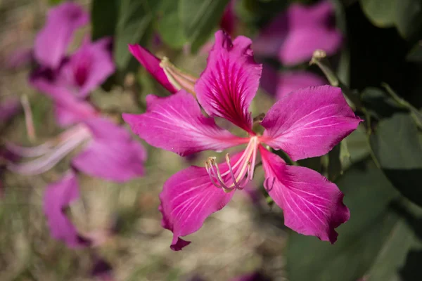 Κοντινό Ροζ Λουλούδι Λουλούδι Bauhinia — Φωτογραφία Αρχείου