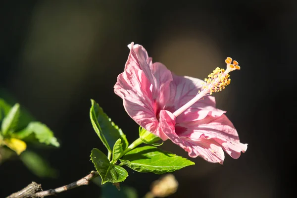 stock image Close up of  Soft Pink Hibiscus rosa-sinensis or Cooperi with green leaf background