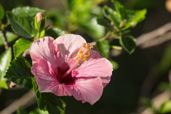 Detailní Záběr Měkké Růžové Hibiscus Rosa Sinensis Nebo Cooperi Pozadím — Stock fotografie
