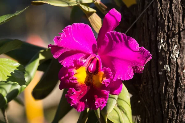 Detailní Záběr Tmavě Růžový Květ Orchideje — Stock fotografie