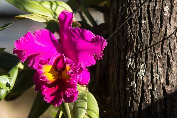 Крупним Планом Квітка Темно Рожевих Орхідей — стокове фото