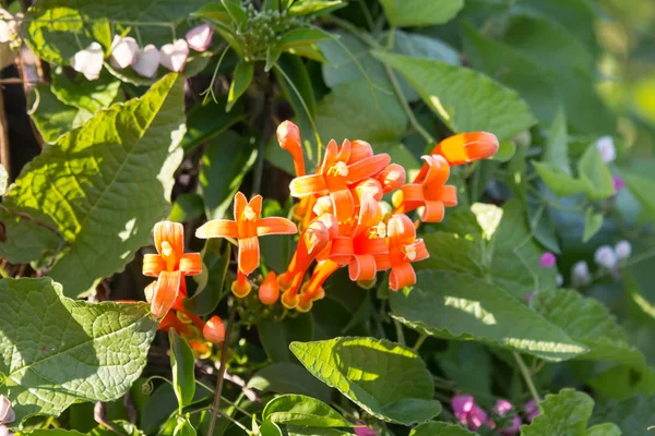 Orange Pyrostegia Venusta çiçek yakın çekim