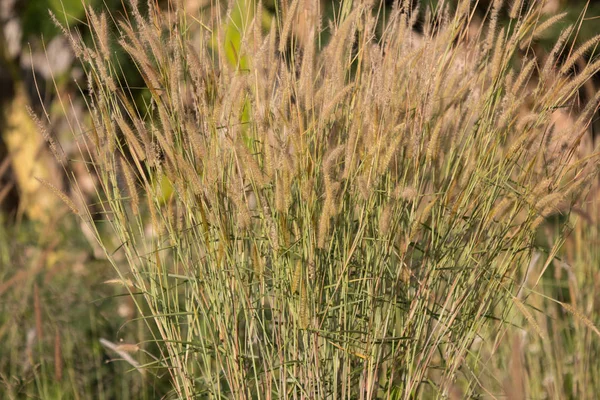 Close Shot Van Gele Gras Bloem — Stockfoto